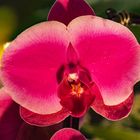 Orchideen-Ausstellung Dresden 17.3.16 (6)