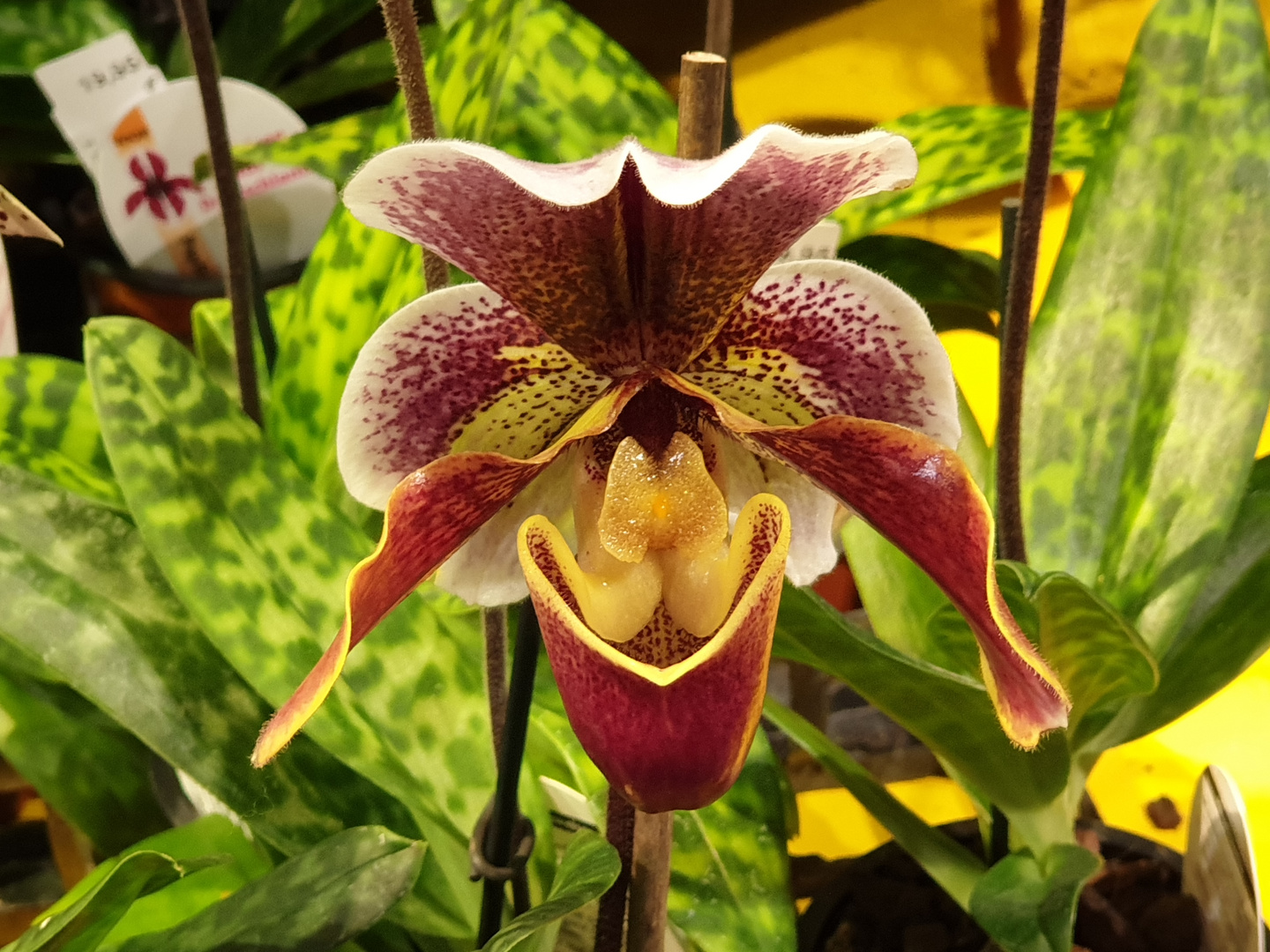 Orchideen - Ausstellung Dresden 2019