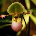 Orchideen-Ausstellung im Frankfurter Palmengarten