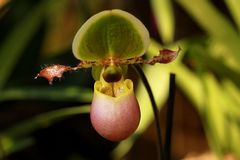 Orchideen-Ausstellung im Frankfurter Palmengarten