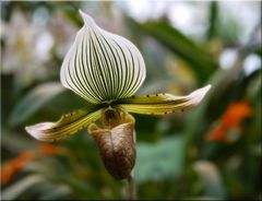 Orchideen Ausstellung im Palmengarten 1