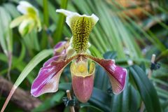 Orchideen Ausstellung in der Biosphäre Potsdam