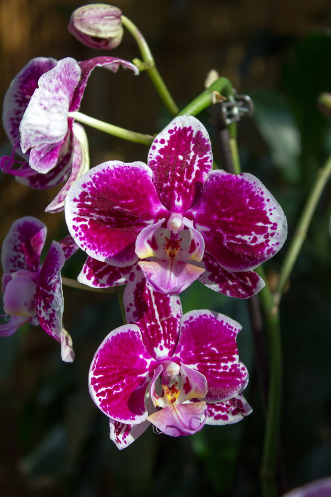 Orchideen Ausstellung in der Biosphäre Potsdam