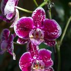 Orchideen Ausstellung in der Biosphäre Potsdam