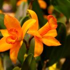 Orchideen-Ausstellung Messe HAUS GARTEN GENUSS in Essen