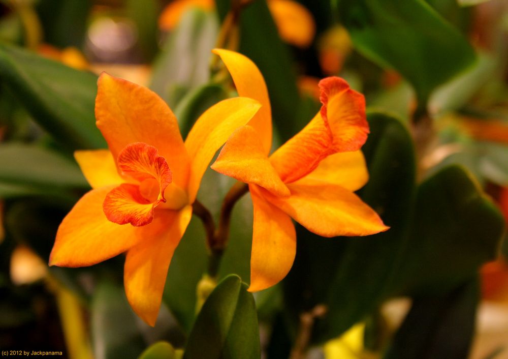 Orchideen-Ausstellung Messe HAUS GARTEN GENUSS in Essen