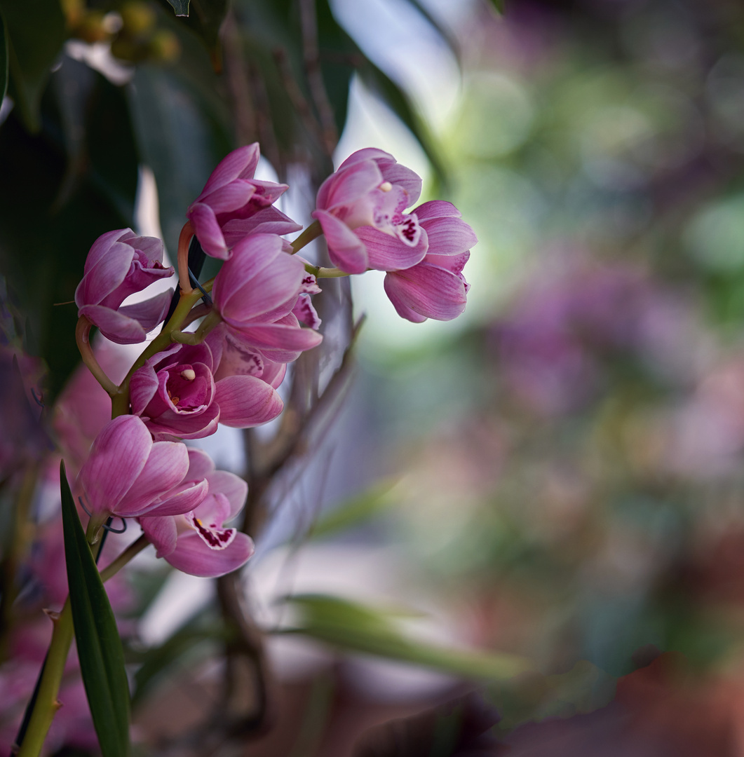 Orchideen Austellung auf der Blumeninsel Mainau