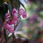 Orchideen Austellung auf der Blumeninsel Mainau