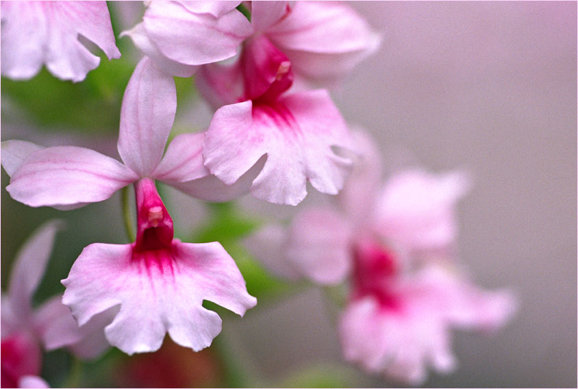 Orchideen - Austellung Insel Mainau