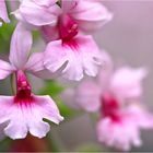 Orchideen - Austellung Insel Mainau
