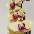 Orchideen