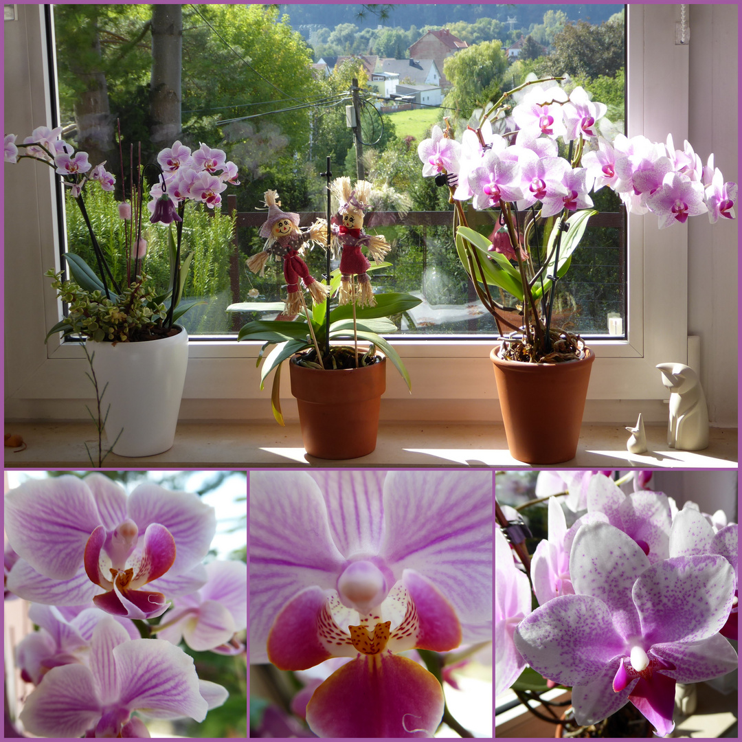 Orchideen