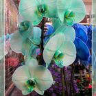 Orchideen ...