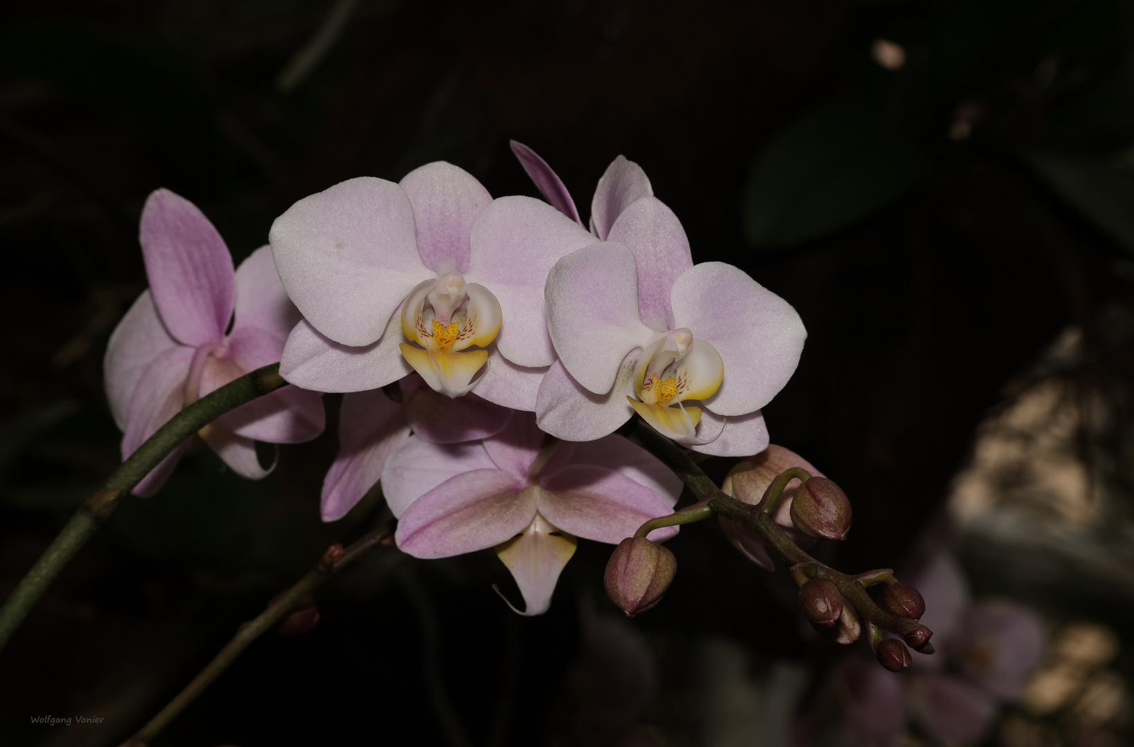 Orchideen 