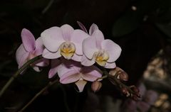 Orchideen 