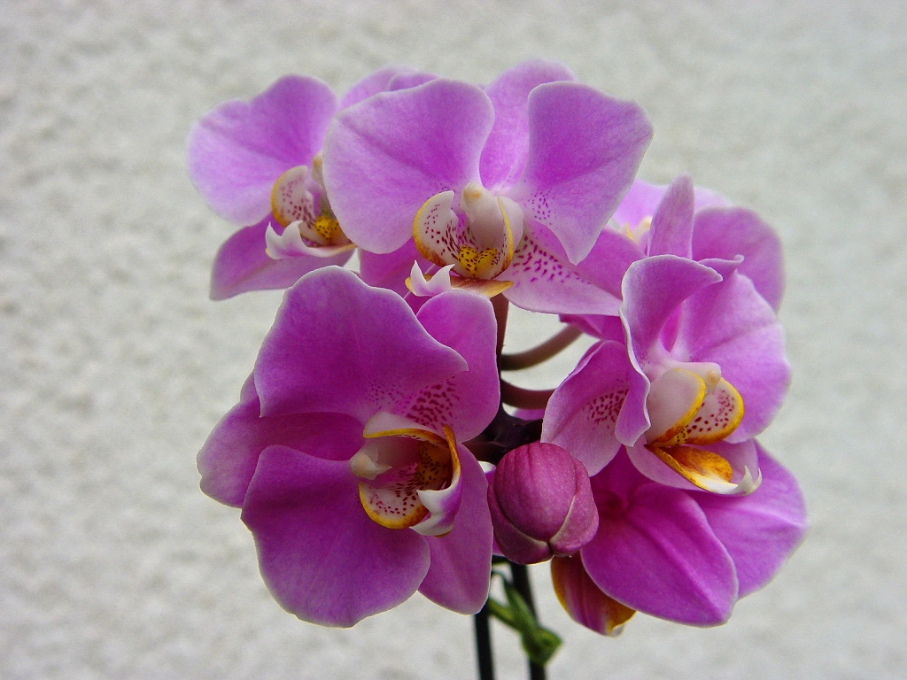 Orchideen