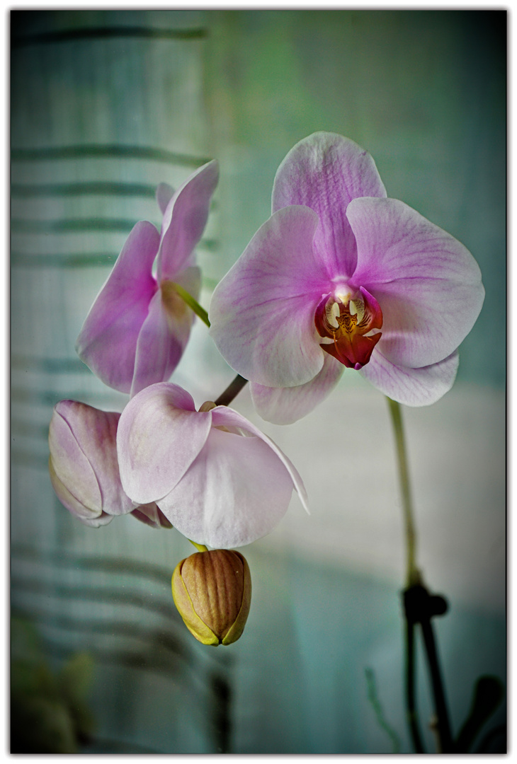 Orchideen 