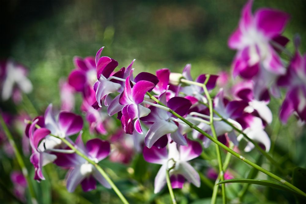 Orchideen