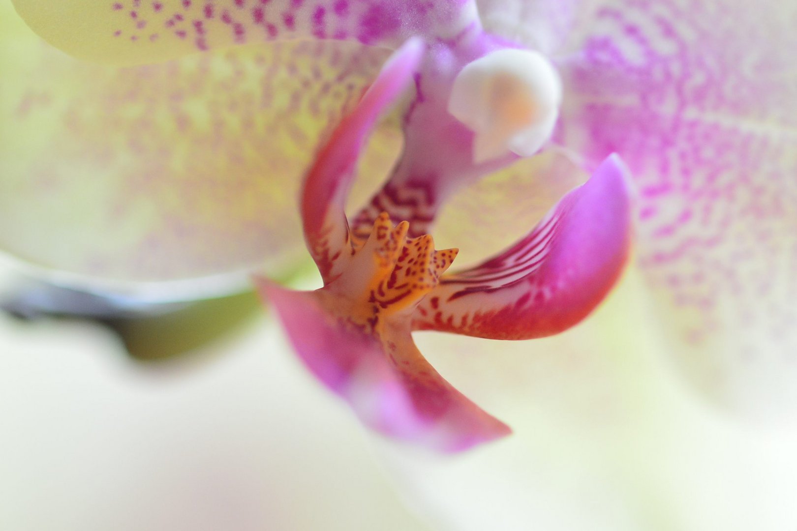 Orchideen