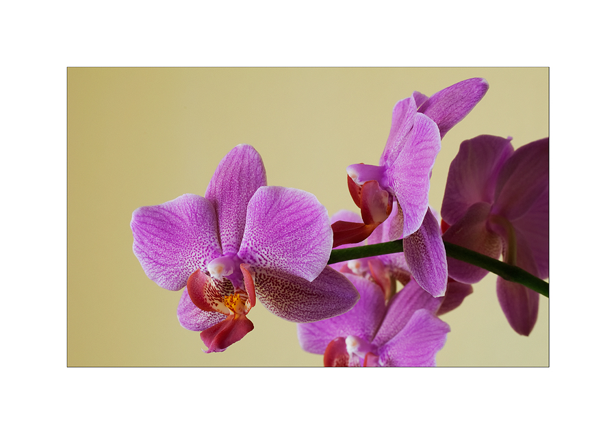 ...Orchideen...