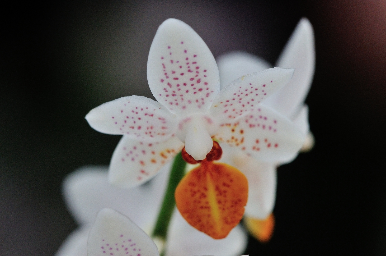 Orchideen