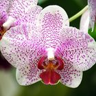 Orchideen 