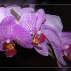 orchideen