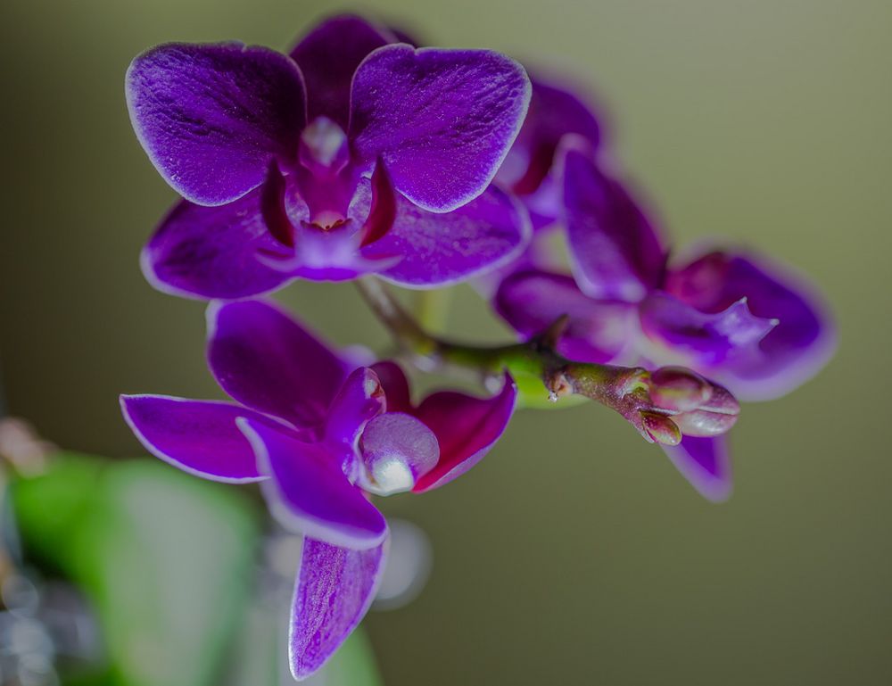 Orchideen