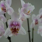 Orchideen