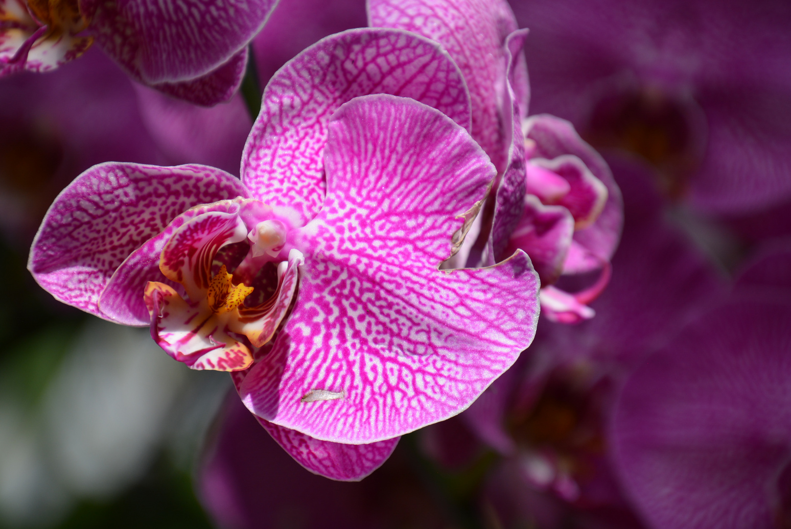 Orchideen