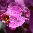 Orchideen