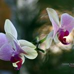 "Orchideen BEA   - Variante 2"