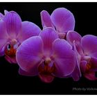 Orchideen - Beauty und Glamour in der Natur