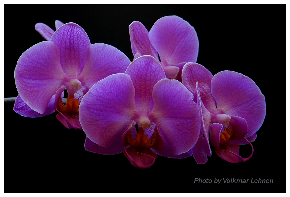 Orchideen - Beauty und Glamour in der Natur