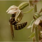 Orchideen-Befruchtung durch Wespe