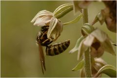 Orchideen-Befruchtung durch Wespe