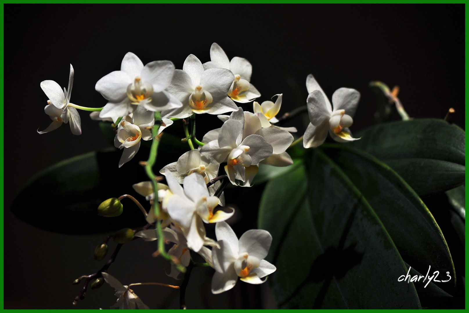 Orchideen bei Nacht.