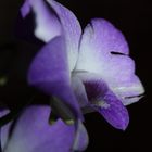 Orchideen bei Nacht