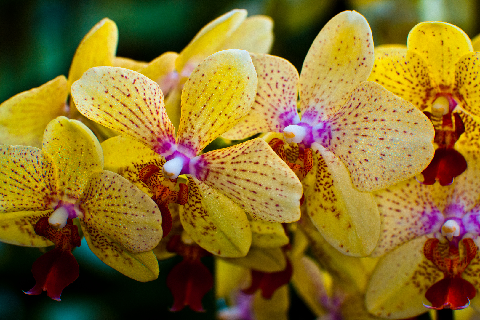 Orchideen beim Gärtner Foto & Bild anfängerecke nachgefragt