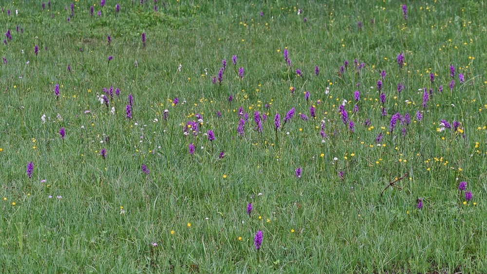 Orchideen beim Sudelfeld 2007 noch ohne das Verständnis meinerseits...