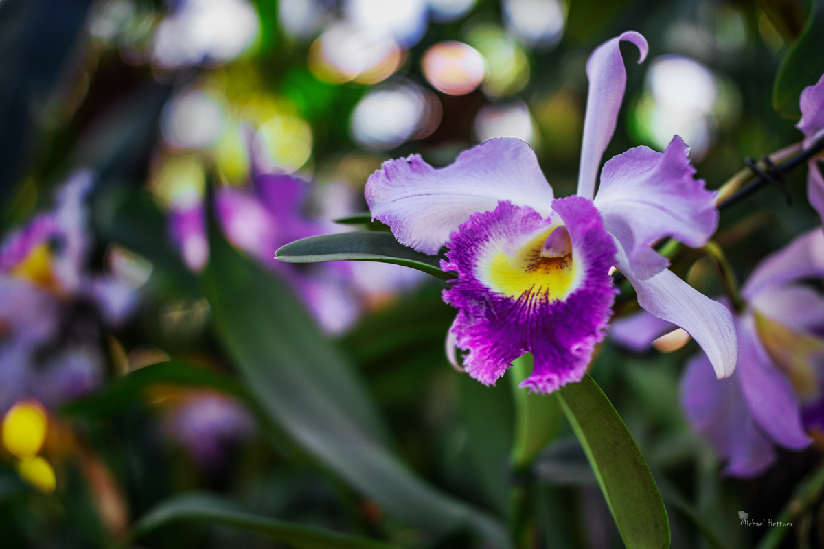 Orchideen-Berggarten_2019.02.24