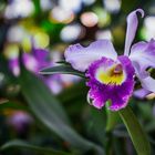 Orchideen-Berggarten_2019.02.24