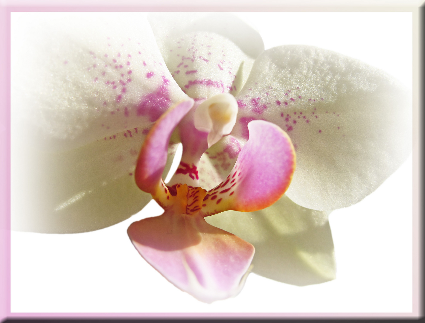 Orchideen