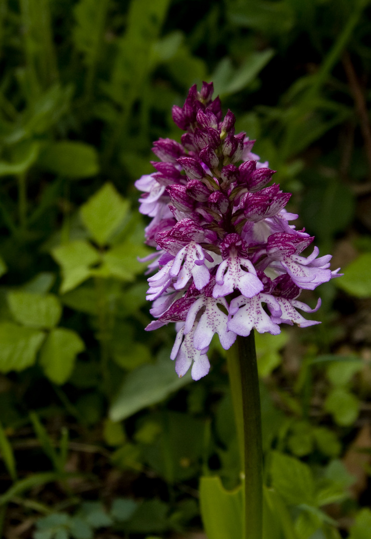 Orchideen blühen auf dem Mackenberg