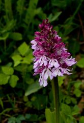 Orchideen blühen auf dem Mackenberg