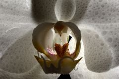 Orchideen Blüte.