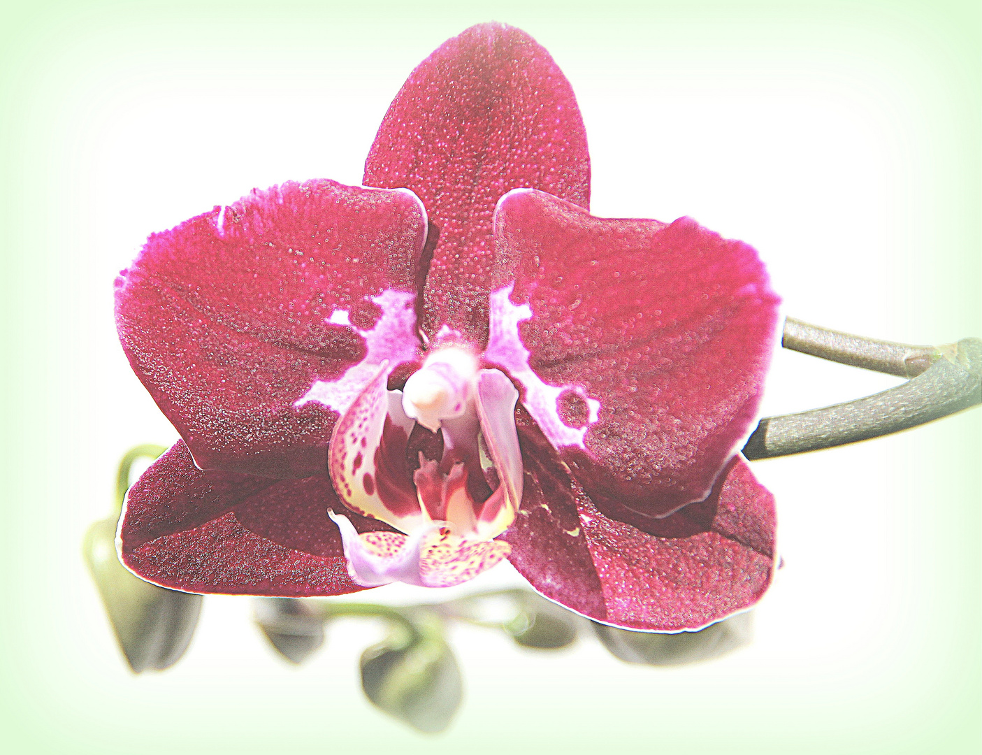 Orchideen Blüte