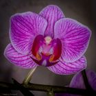 Orchideen-Blüte am Silvestertag