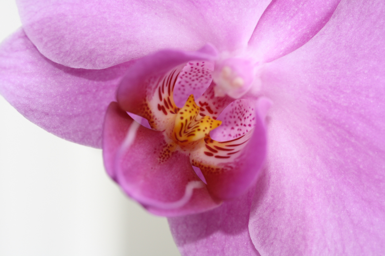Orchideen Blüte mal ganz nah