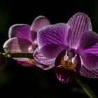 Orchideen-Blüte violett